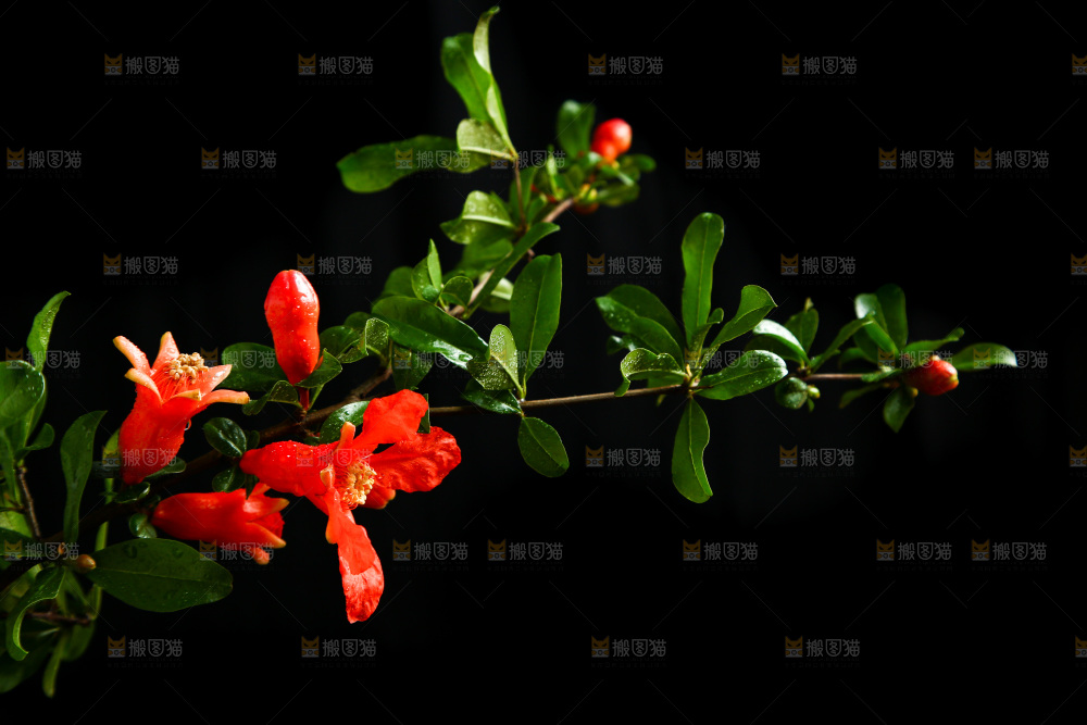 黑底上的石榴花