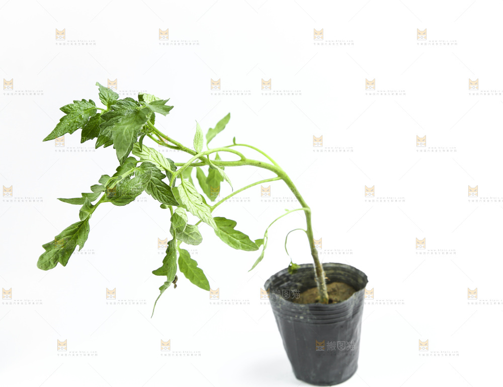 白底上放着番茄苗