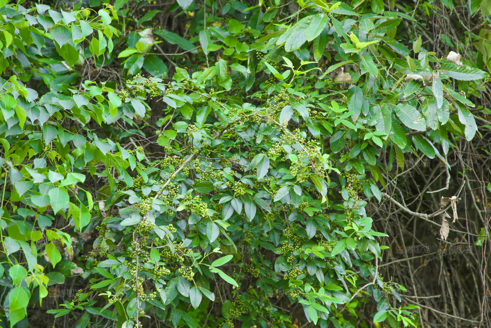 树上的花椒