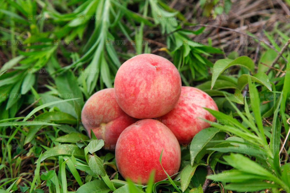 树上挂着桃子