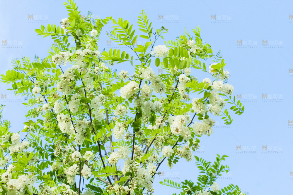 槐树槐花