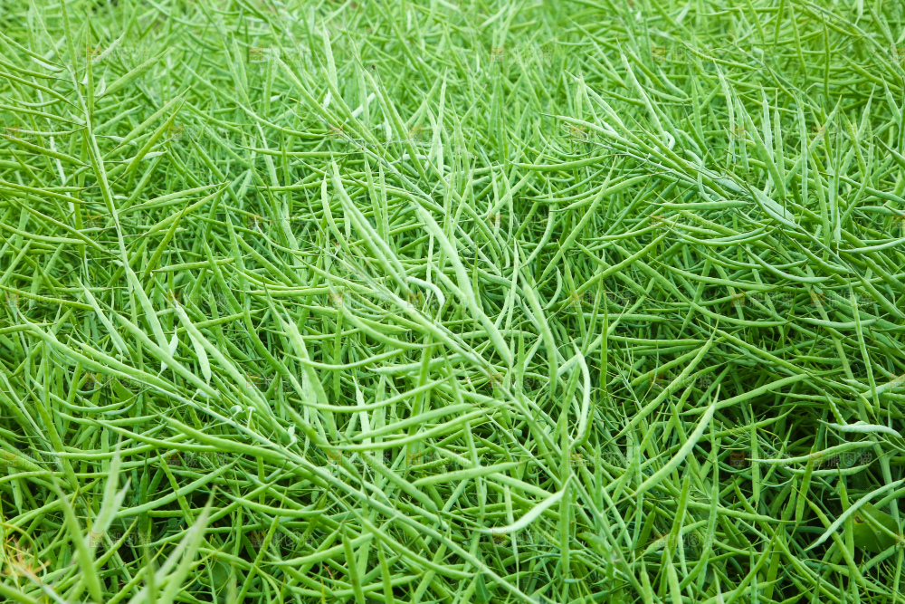 一片油菜地