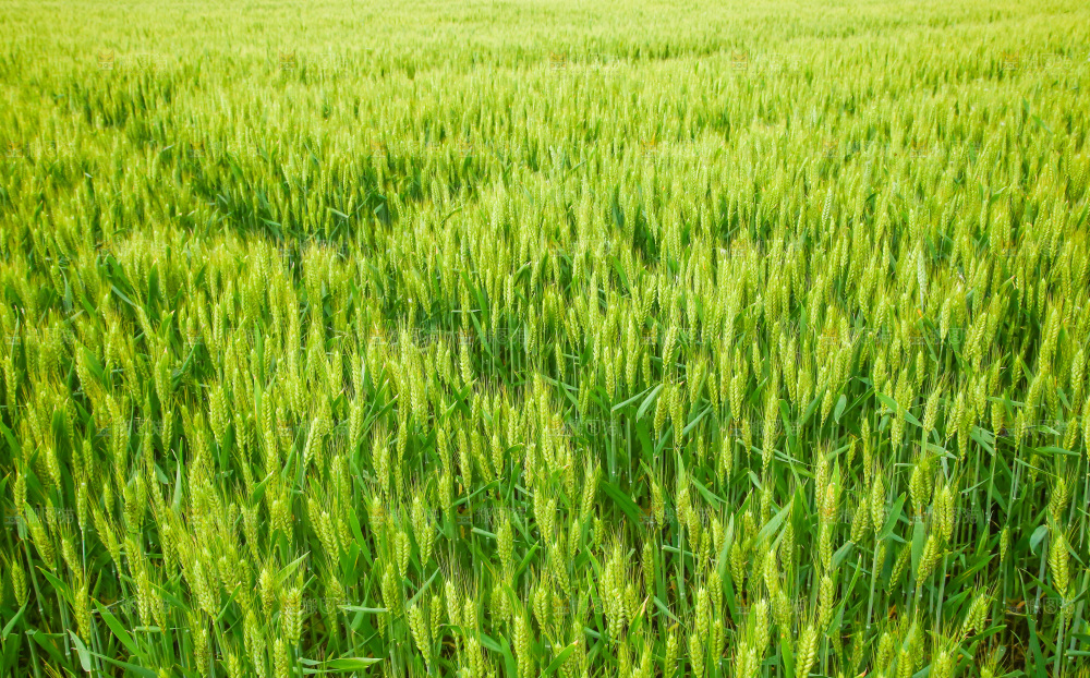 一片麦田