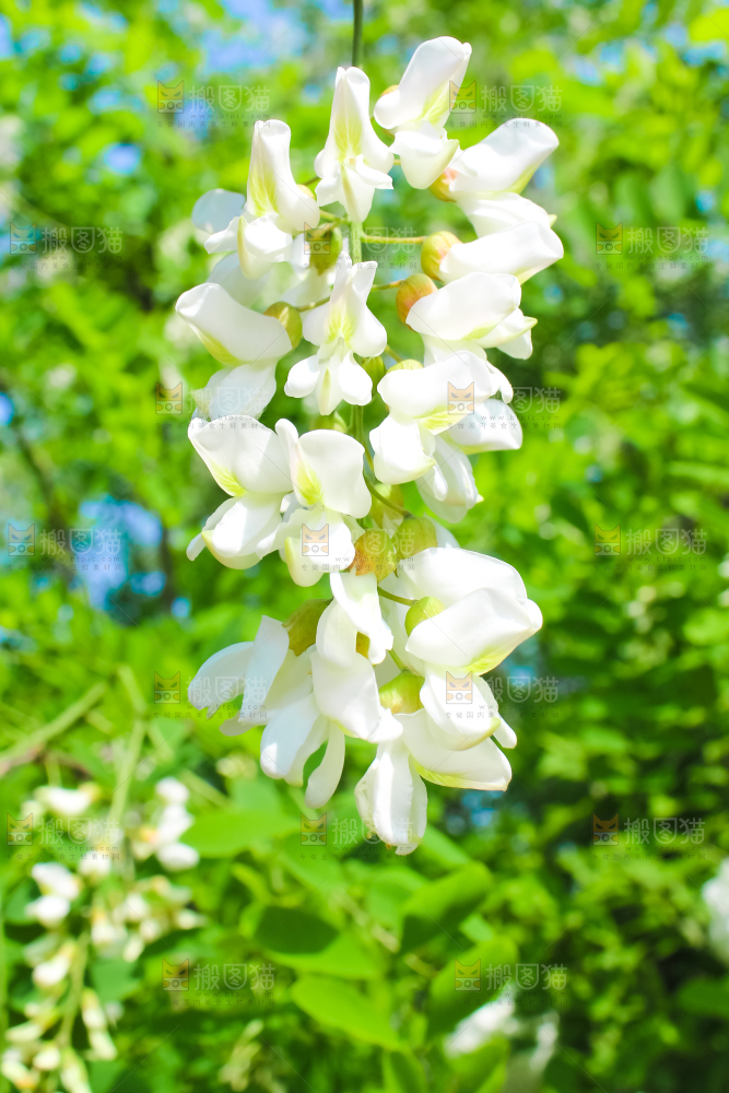 槐树槐花