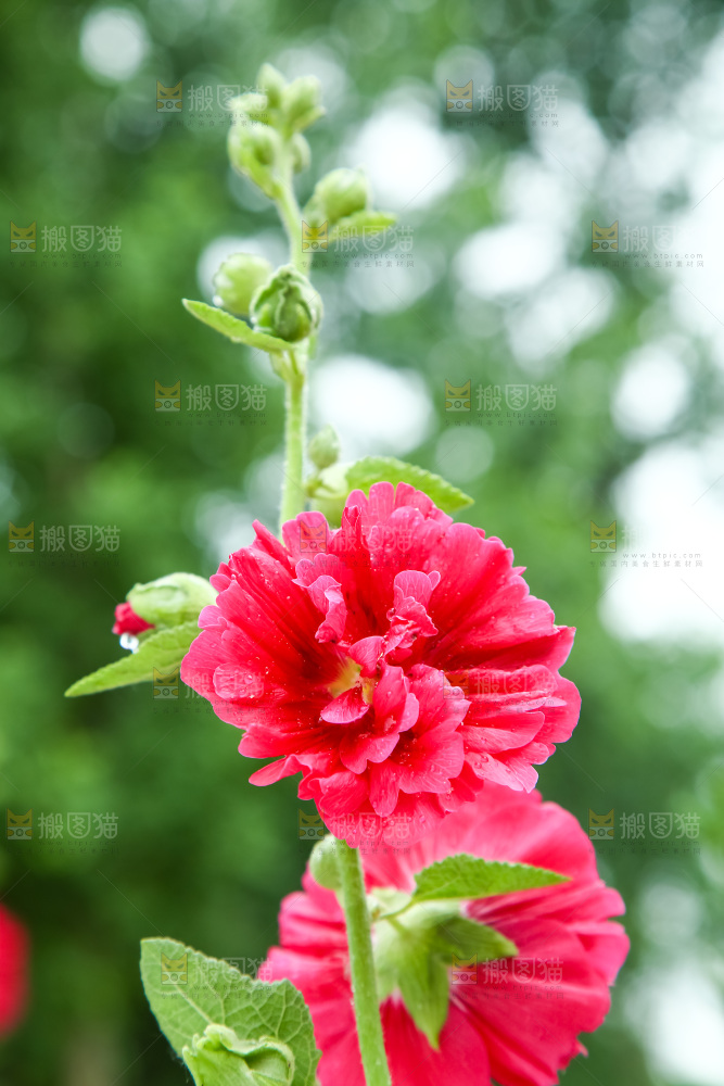 盛开的蜀葵花