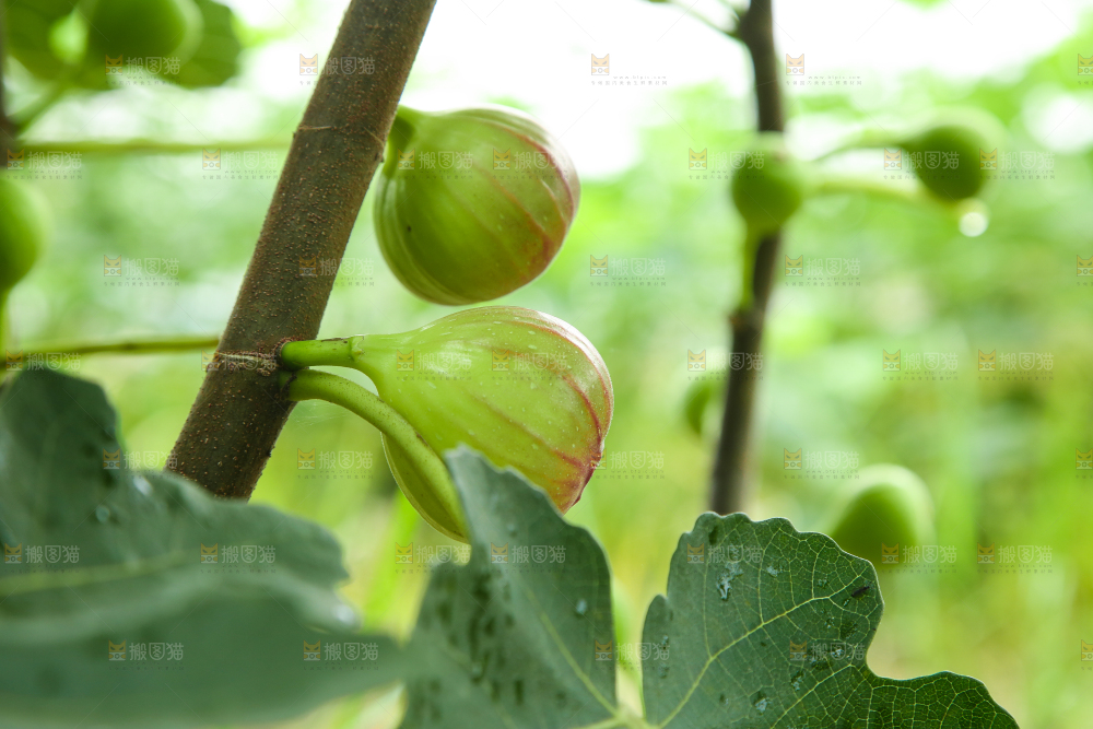 户外的无花果树