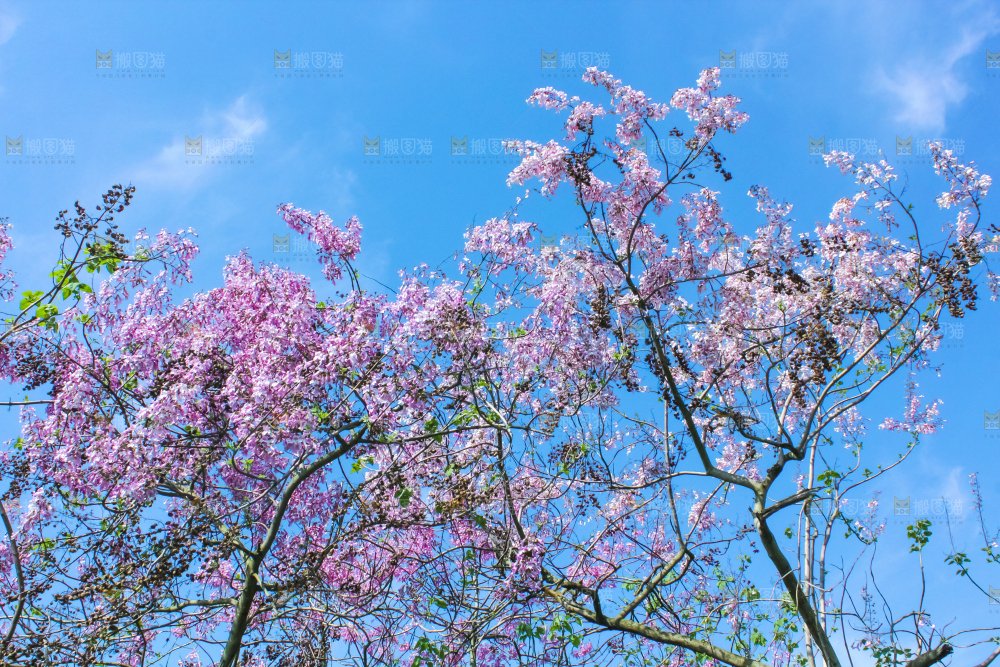 洋槐树上开着花