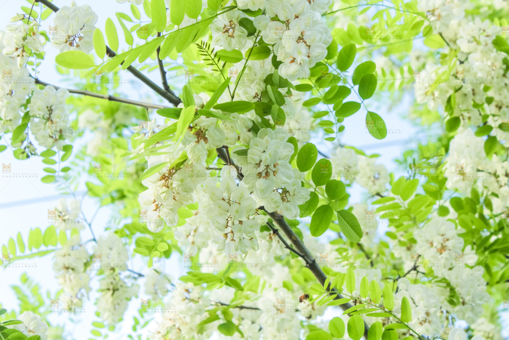 槐树槐花