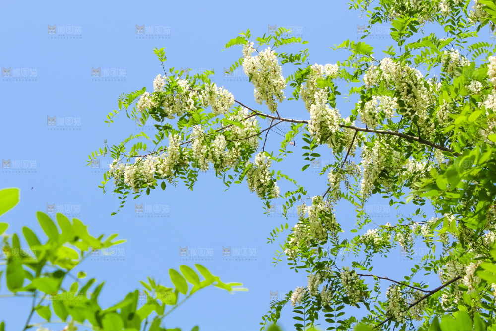 槐树槐花