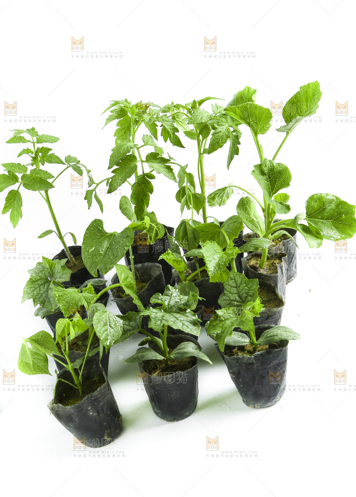 白底上放着菜苗组合