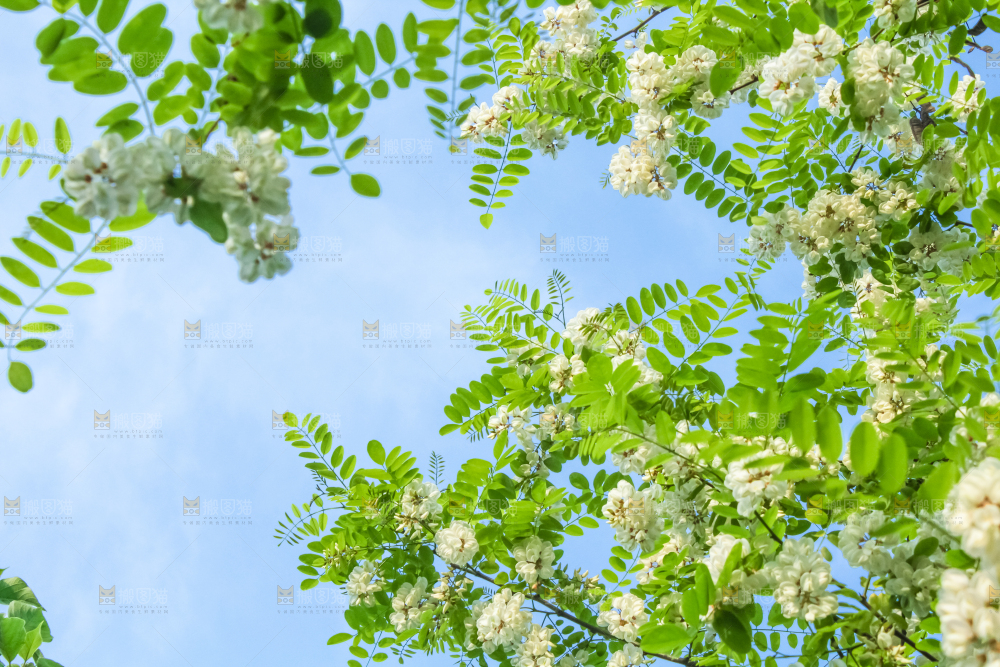 槐树槐花