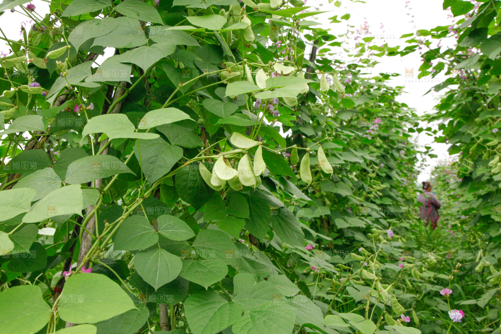 菜园里的扁豆