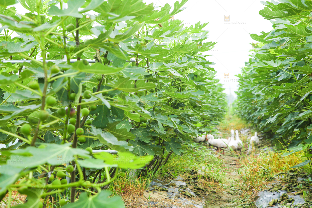 户外的无花果树