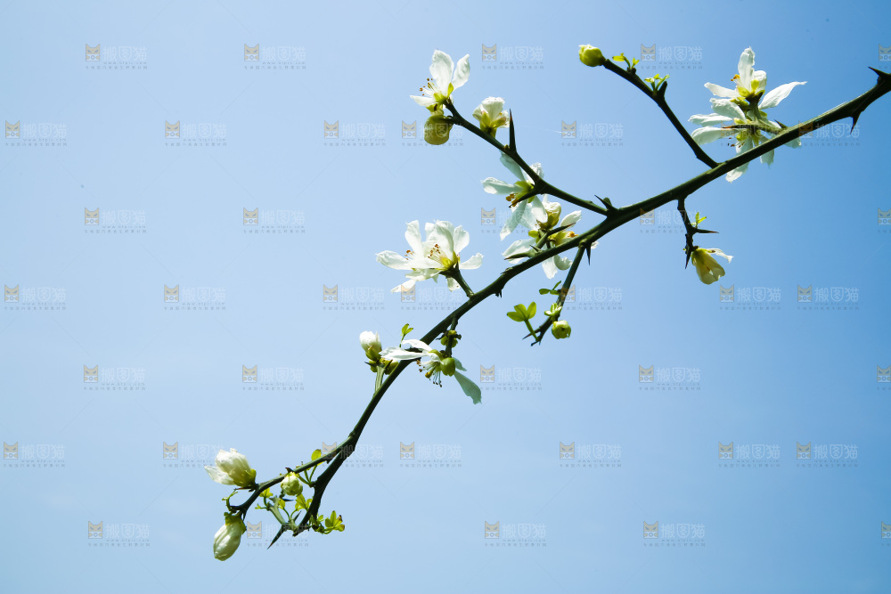 蓝天下的花朵