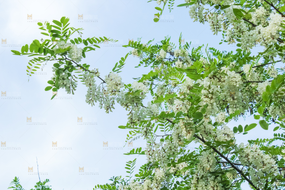 槐树槐花