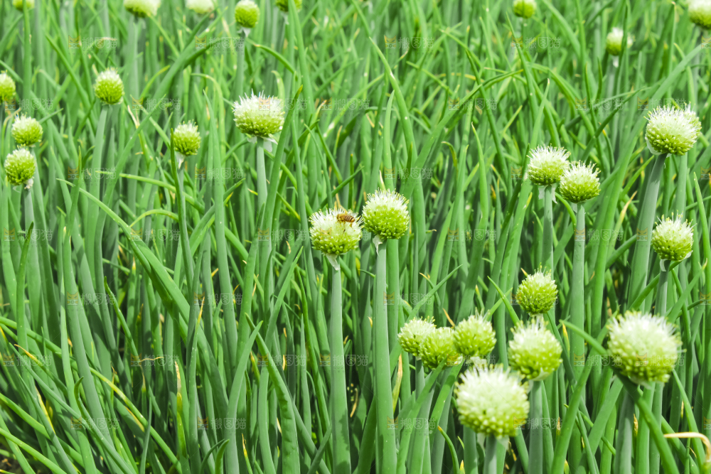 地里的大葱