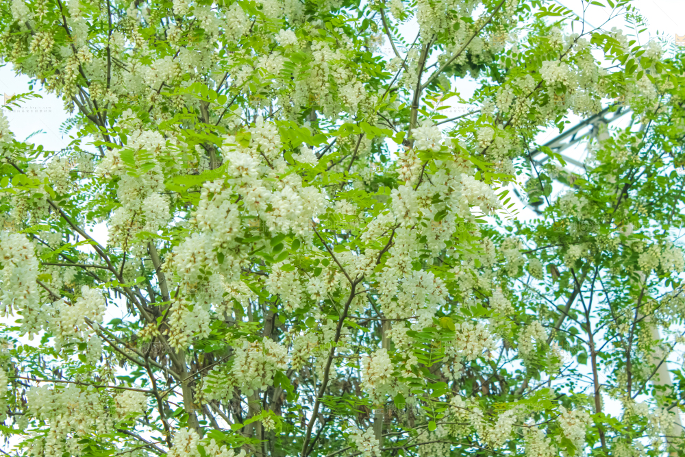 槐树槐花