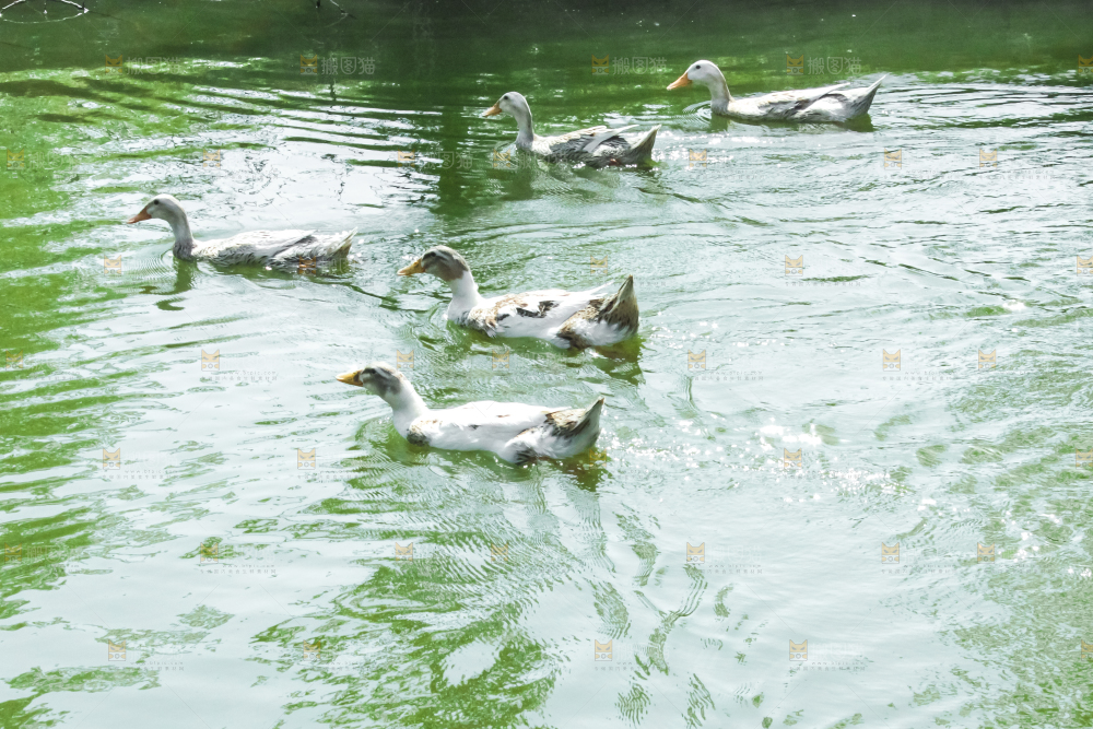 湖边的鸭子