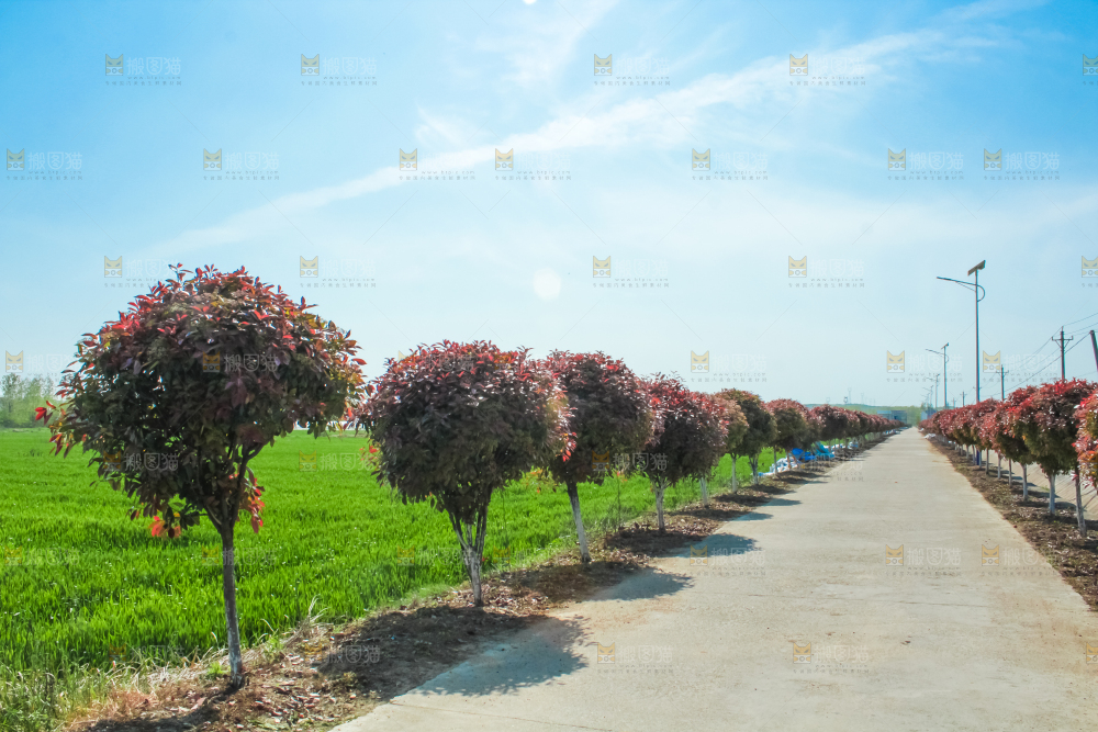 一条乡间道路