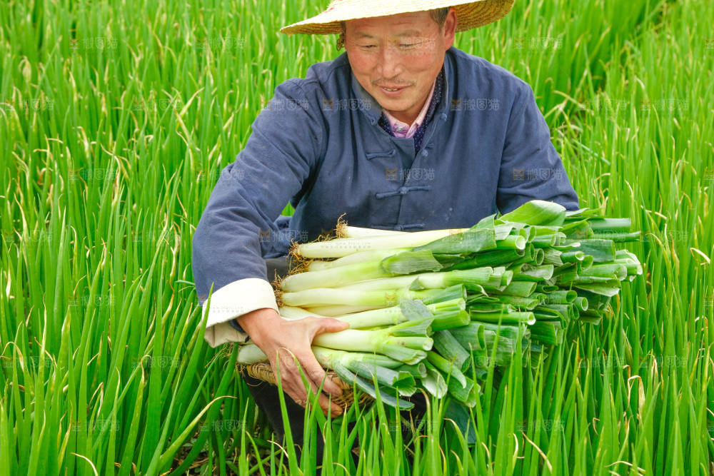 农民手里拿着大葱