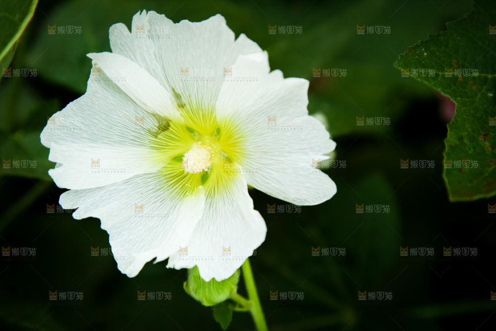 盛开的蜀葵花