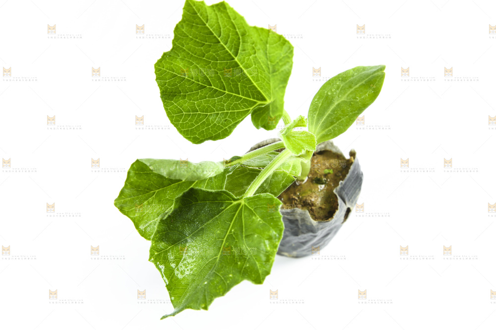 白底上放着茄子苗