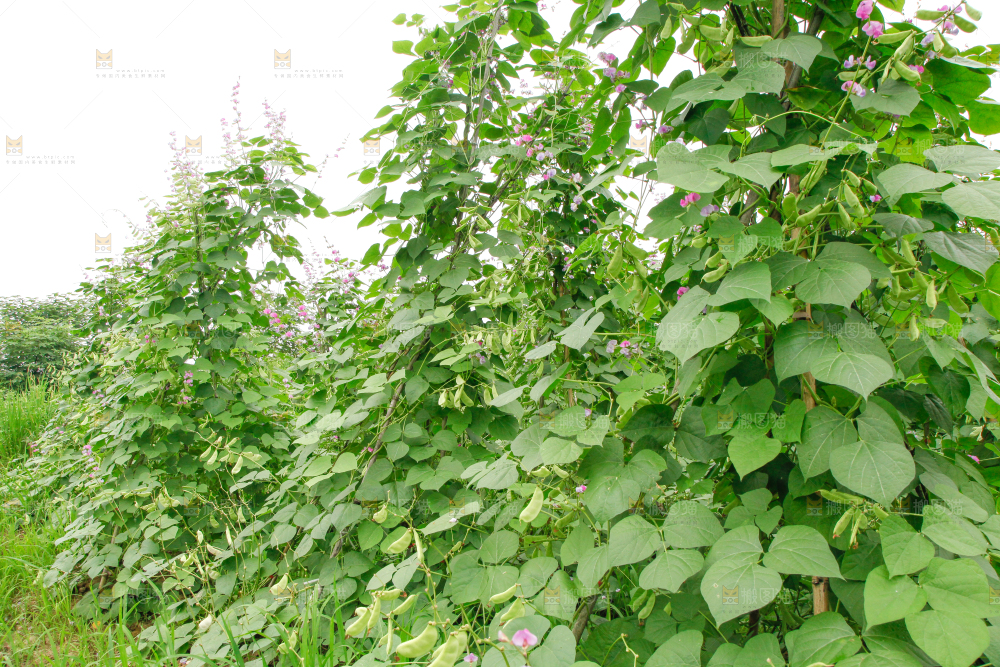 菜园里的扁豆