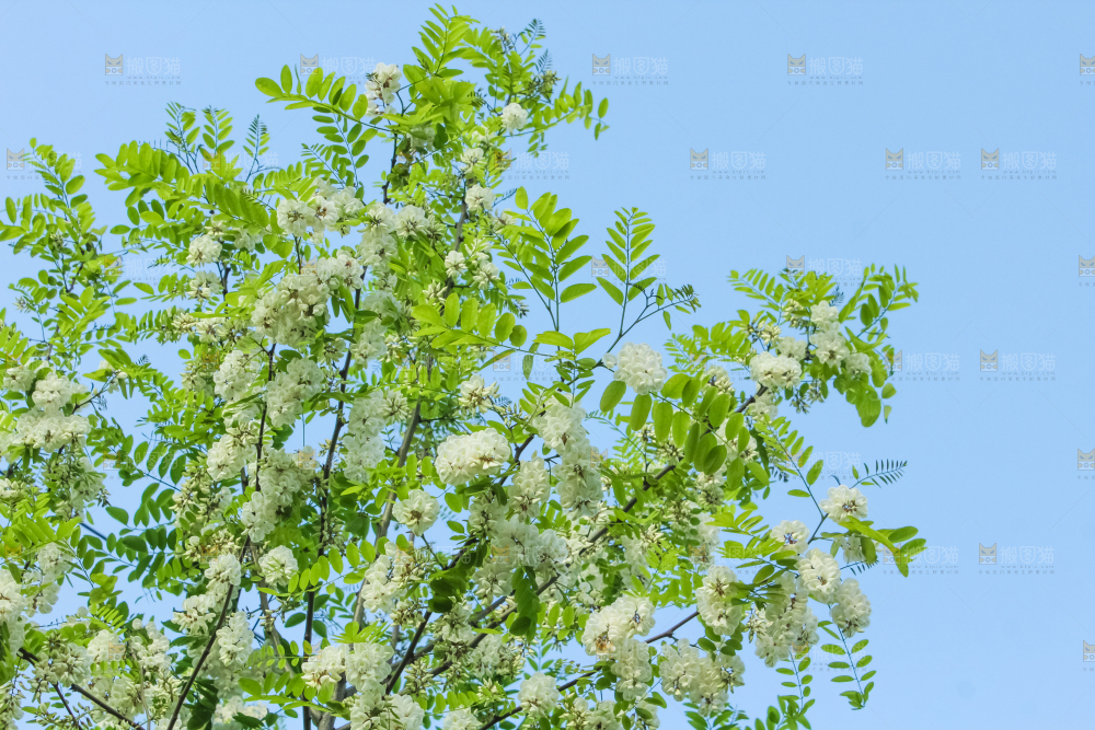 槐树槐花