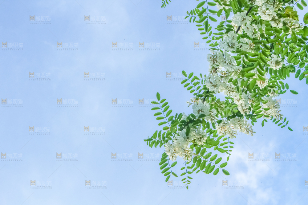 槐树槐花