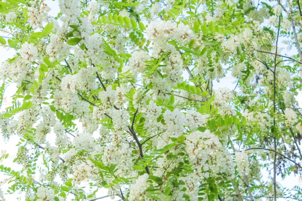 槐树槐花