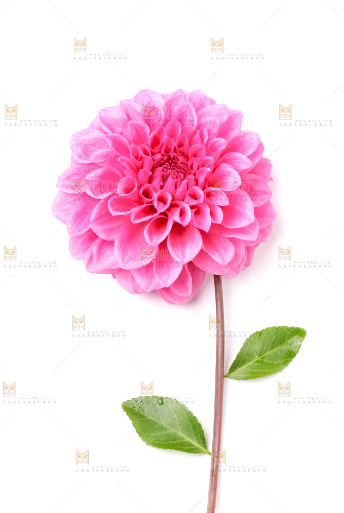 浅底上摆放着花朵