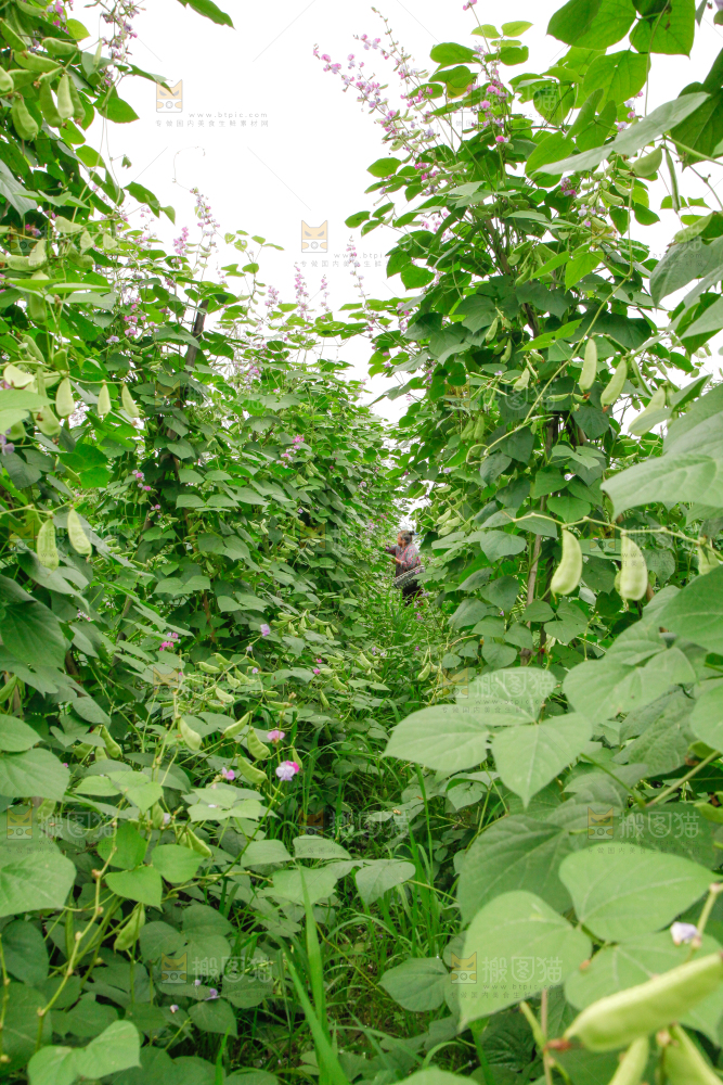 菜园里的扁豆