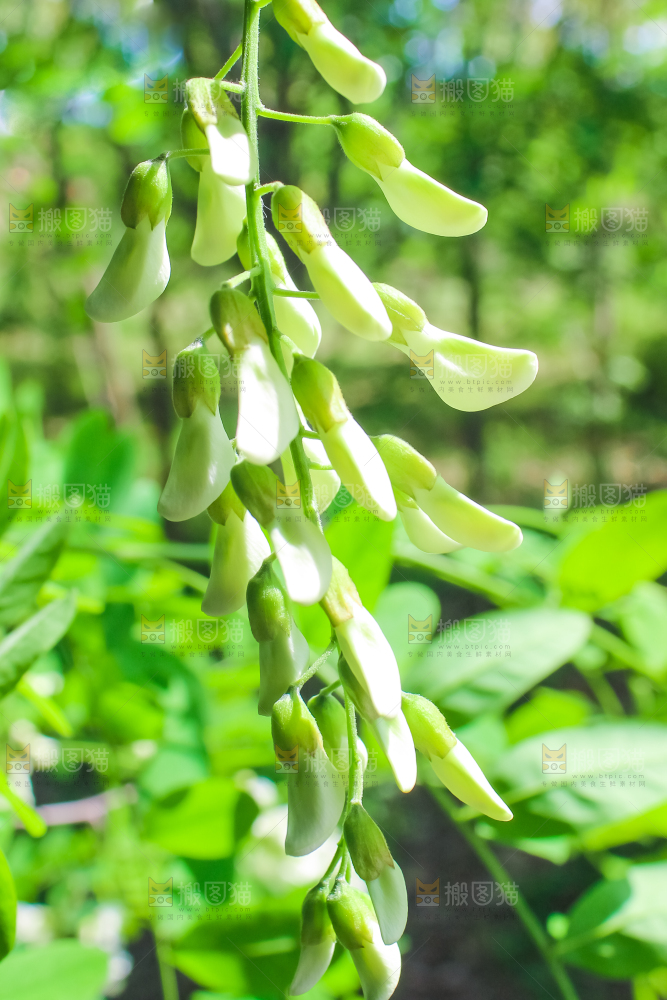槐树槐花