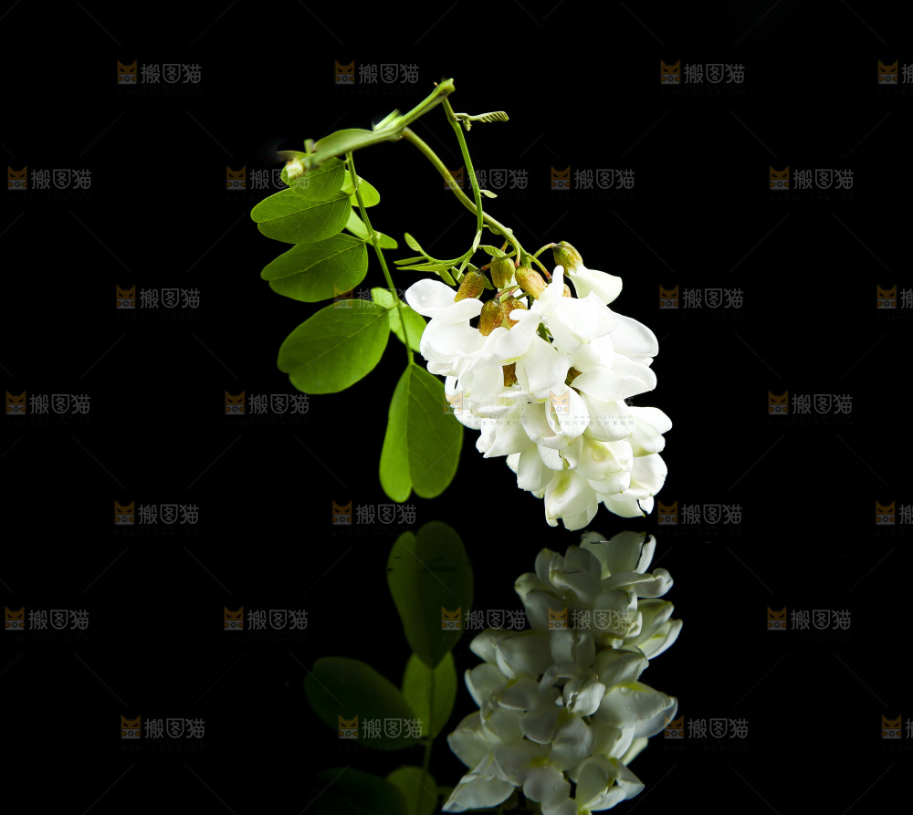 黑底上的槐树花
