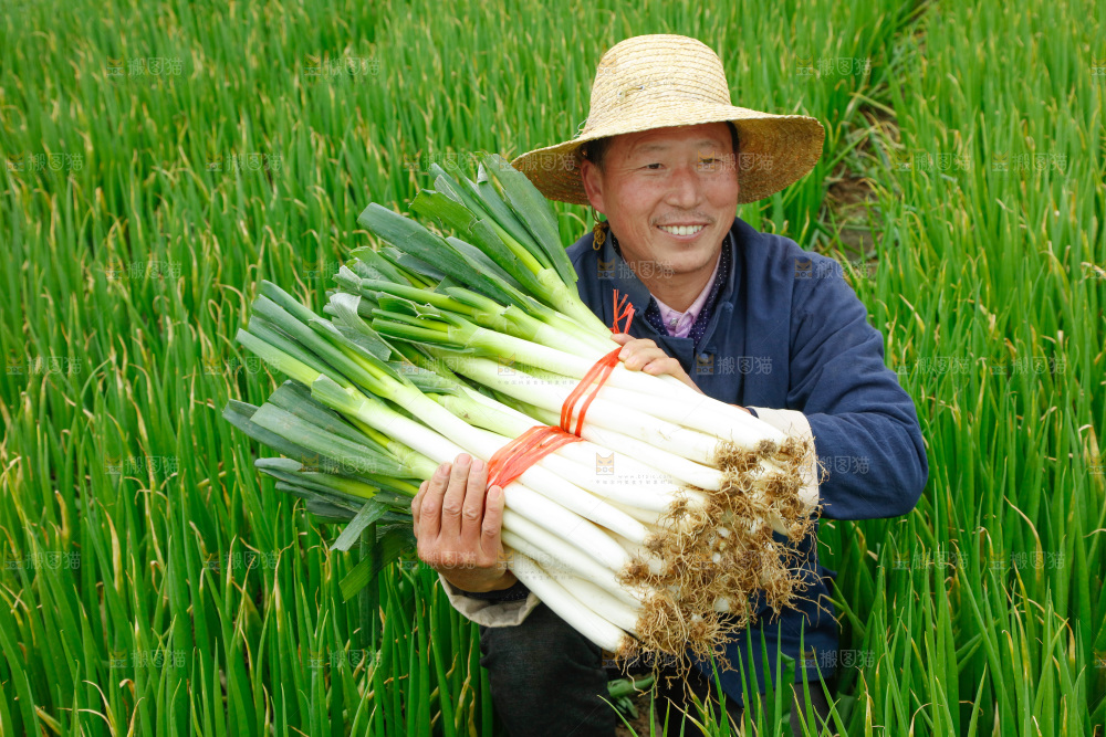 农民手里拿着大葱