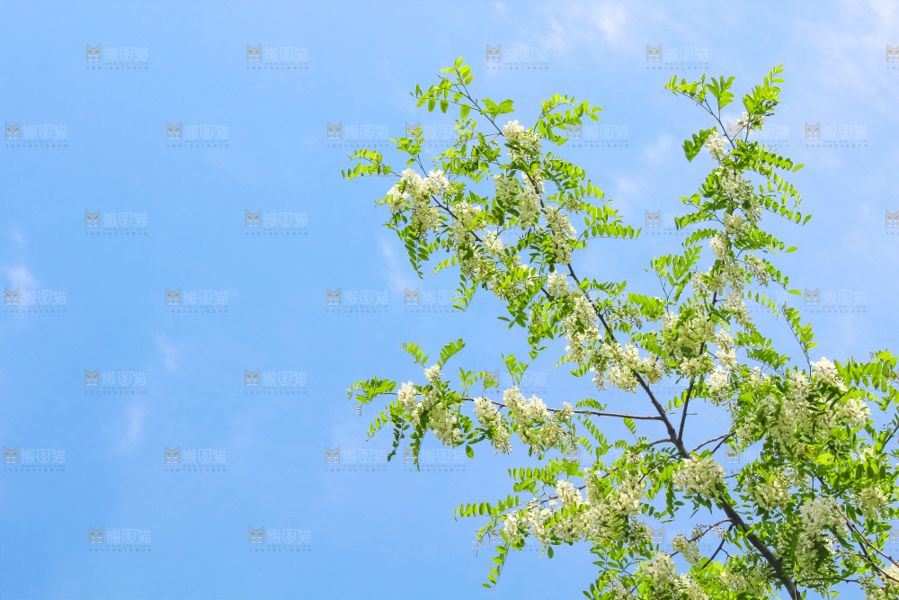 槐树槐花