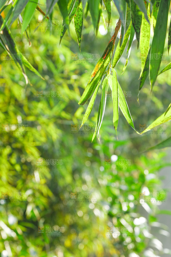 一片竹林