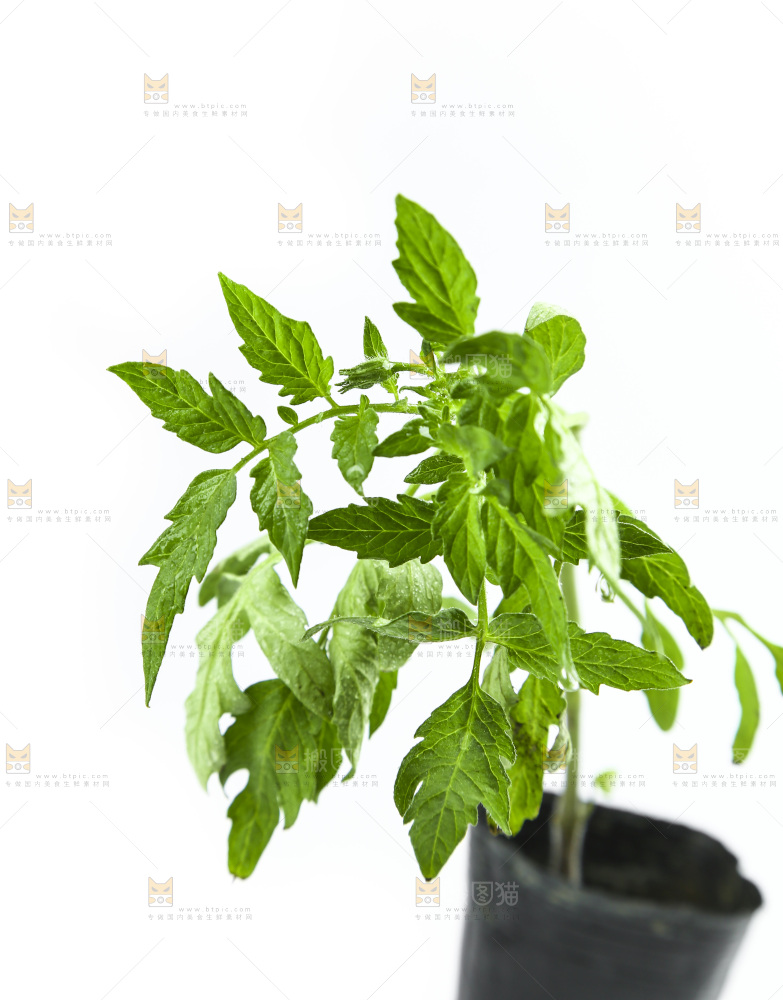 白底上放着番茄苗