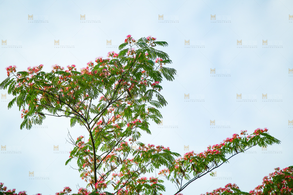 合欢树绿植