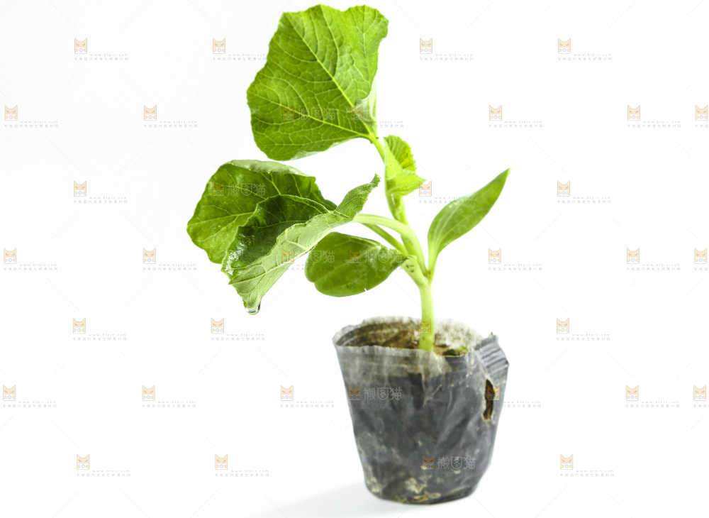 白底上放着茄子苗