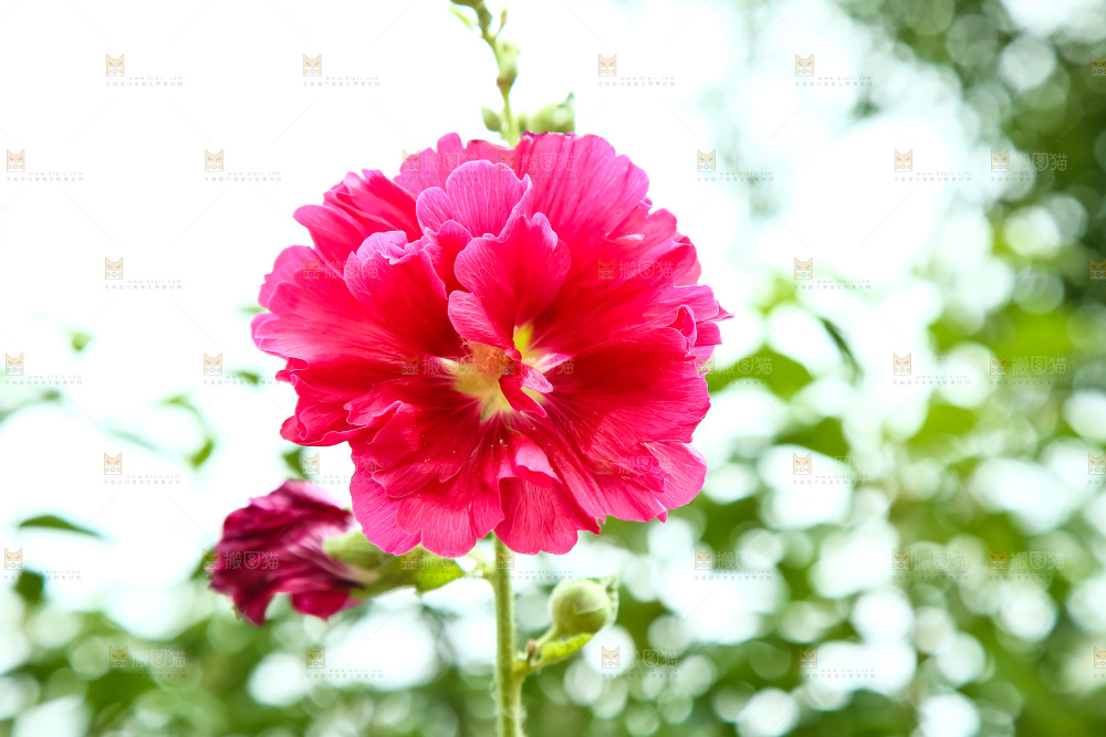 盛开的蜀葵花