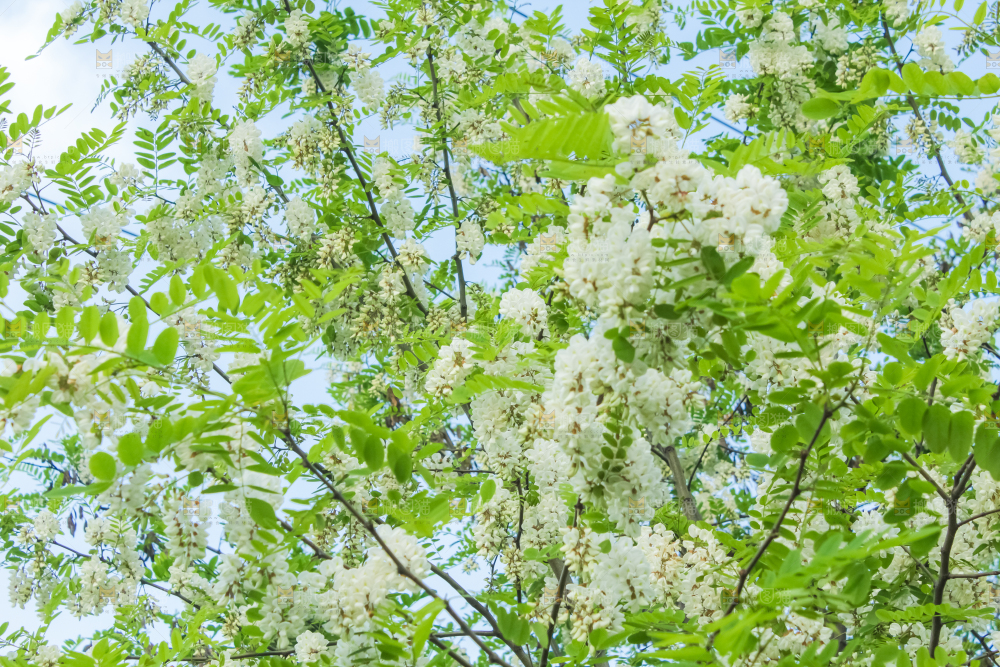 槐树槐花