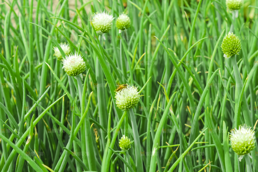 地里的大葱