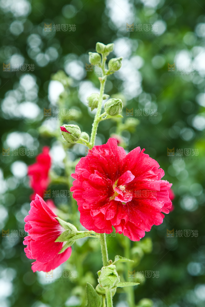 盛开的蜀葵花