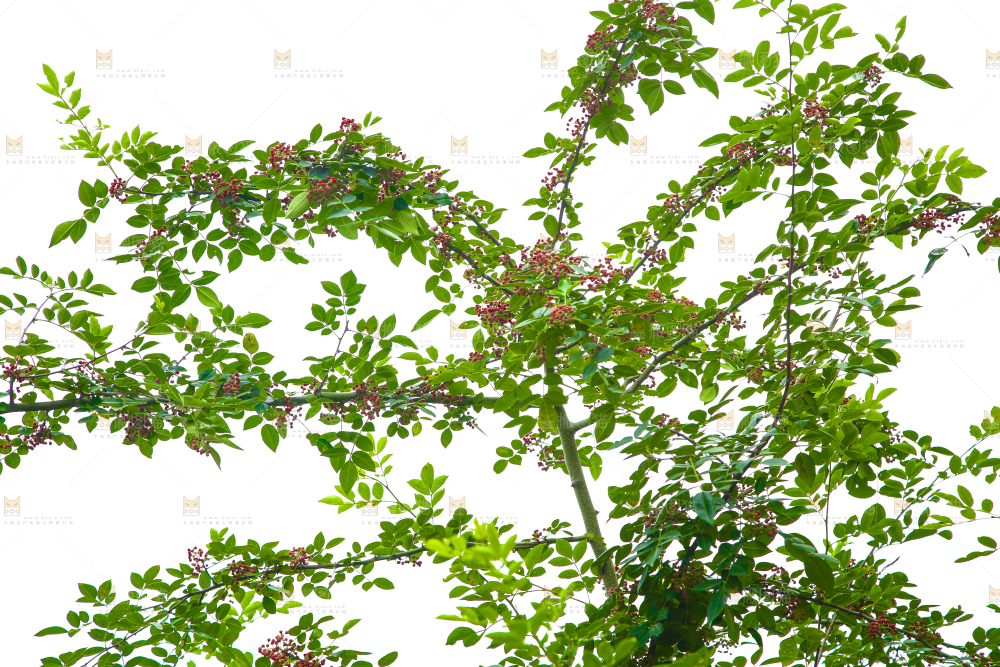 树上的花椒