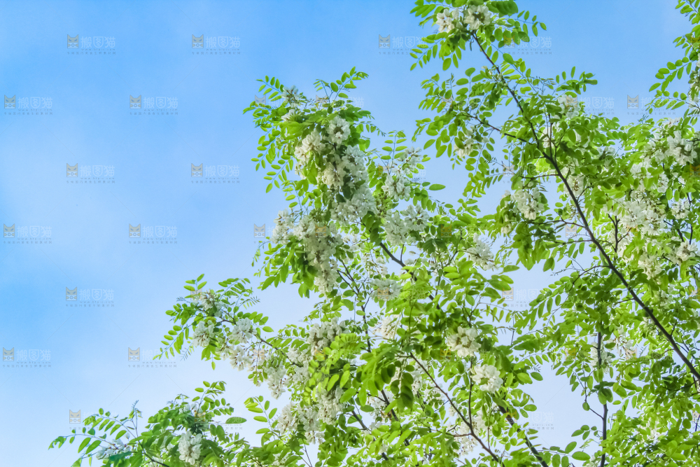 槐树槐花