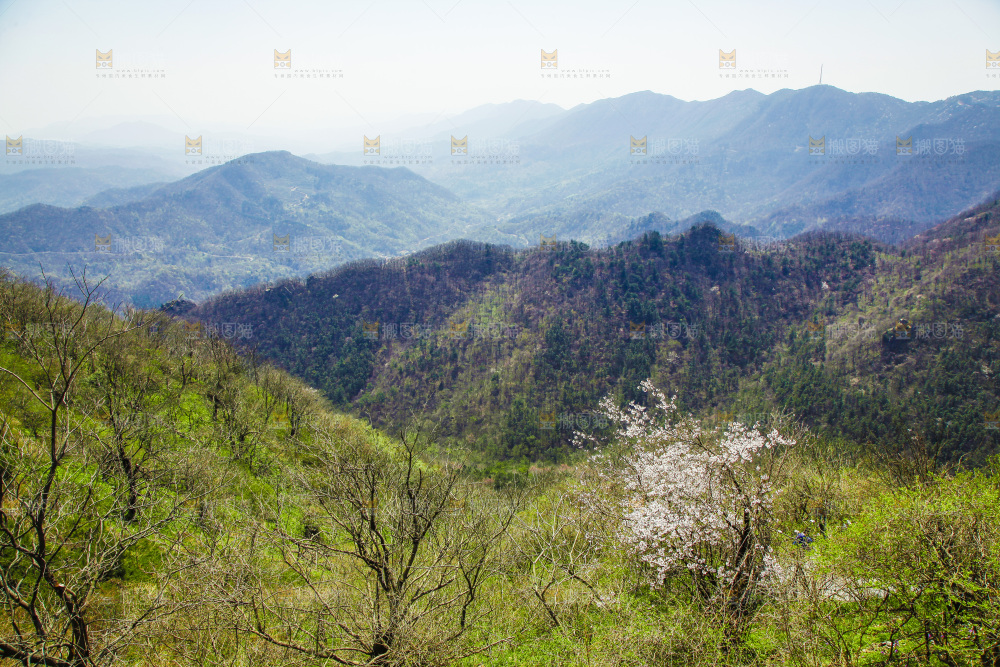 山上的绿植