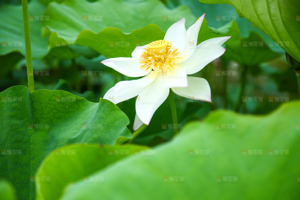 池塘里盛开的荷花