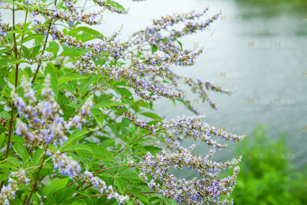 盛开的植物花