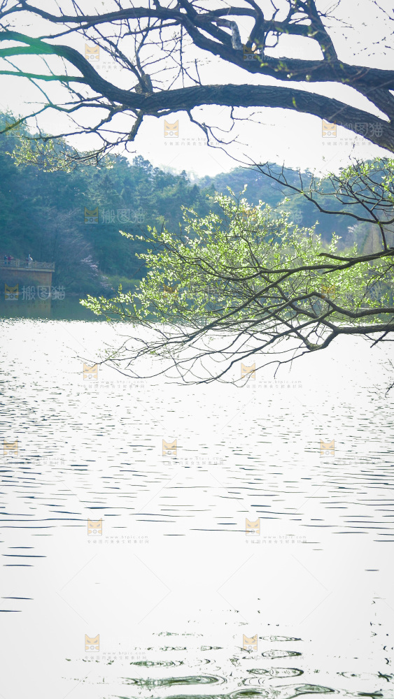 湖泊里的水